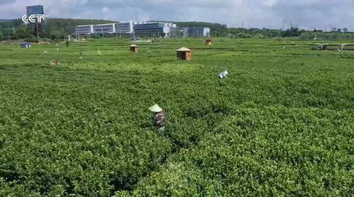 廣西橫州 品牌引領(lǐng)，茉莉花農(nóng)踏上致富路