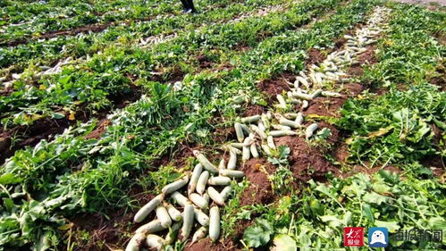 家家悅集團(tuán)采購(gòu)170余噸滯銷(xiāo)蘿卜助農(nóng)解困 彰顯企業(yè)社會(huì)責(zé)任與供應(yīng)鏈擔(dān)當(dāng)