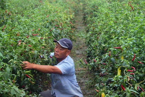 楊集鎮(zhèn) 秋來(lái)辣椒紅似火 椒農(nóng)笑意滿(mǎn)枝頭